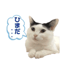 ちゃちゃチャンのスタンプ（個別スタンプ：31）