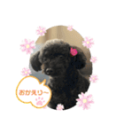 わんこの日常と挨拶（個別スタンプ：11）