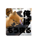 マリッチョン2（個別スタンプ：17）