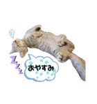 ミヌエットのちるくんです（個別スタンプ：4）
