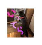こはぎちゃんスタンプ^._.^（個別スタンプ：3）