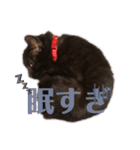 こはぎちゃんスタンプ^._.^（個別スタンプ：6）