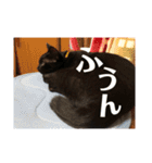 こはぎちゃんスタンプ^._.^（個別スタンプ：13）