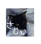 こはぎちゃんスタンプ^._.^（個別スタンプ：19）