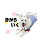 日本スピッツらてちゃん（個別スタンプ：1）