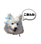 日本スピッツらてちゃん（個別スタンプ：17）