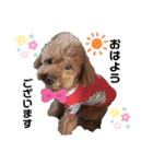 愛犬コナちゃんスタンプ（個別スタンプ：1）