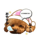 愛犬コナちゃんスタンプ（個別スタンプ：2）