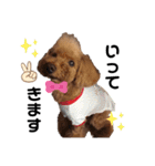愛犬コナちゃんスタンプ（個別スタンプ：3）