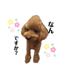 愛犬コナちゃんスタンプ（個別スタンプ：4）