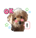 愛犬コナちゃんスタンプ（個別スタンプ：6）