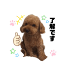愛犬コナちゃんスタンプ（個別スタンプ：7）