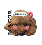 愛犬コナちゃんスタンプ（個別スタンプ：8）