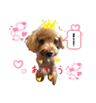 愛犬コナちゃんスタンプ（個別スタンプ：9）