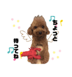 愛犬コナちゃんスタンプ（個別スタンプ：11）