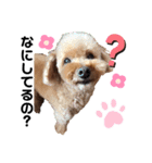 愛犬コナちゃんスタンプ（個別スタンプ：12）