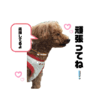 愛犬コナちゃんスタンプ（個別スタンプ：14）