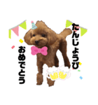 愛犬コナちゃんスタンプ（個別スタンプ：16）