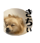 激シブな日常（個別スタンプ：12）