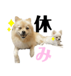 激シブな日常（個別スタンプ：13）