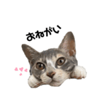 ちゃんまきvol.1（個別スタンプ：5）