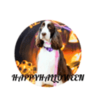 EnglishSpringerSpaniel W00DS 5（個別スタンプ：2）
