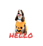 EnglishSpringerSpaniel W00DS 5（個別スタンプ：4）