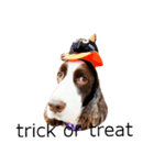 EnglishSpringerSpaniel W00DS 5（個別スタンプ：5）