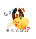 EnglishSpringerSpaniel W00DS 5（個別スタンプ：6）