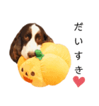 EnglishSpringerSpaniel W00DS 5（個別スタンプ：7）