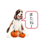 EnglishSpringerSpaniel W00DS 5（個別スタンプ：8）