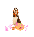 EnglishSpringerSpaniel W00DS 5（個別スタンプ：11）