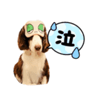 EnglishSpringerSpaniel W00DS 5（個別スタンプ：12）