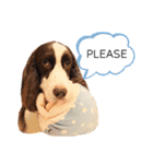 EnglishSpringerSpaniel W00DS 5（個別スタンプ：13）
