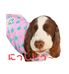 EnglishSpringerSpaniel W00DS 5（個別スタンプ：14）