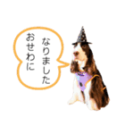 EnglishSpringerSpaniel W00DS 5（個別スタンプ：15）
