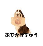 EnglishSpringerSpaniel W00DS 5（個別スタンプ：16）
