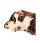 EnglishSpringerSpaniel W00DS 5（個別スタンプ：17）