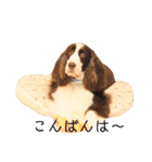 EnglishSpringerSpaniel W00DS 5（個別スタンプ：18）