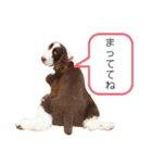 EnglishSpringerSpaniel W00DS 5（個別スタンプ：19）