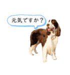 EnglishSpringerSpaniel W00DS 5（個別スタンプ：20）