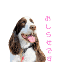 EnglishSpringerSpaniel W00DS 5（個別スタンプ：21）