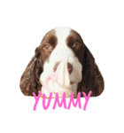 EnglishSpringerSpaniel W00DS 5（個別スタンプ：22）