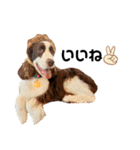 EnglishSpringerSpaniel W00DS 5（個別スタンプ：23）