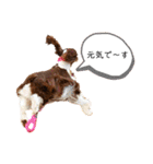 EnglishSpringerSpaniel W00DS 5（個別スタンプ：24）