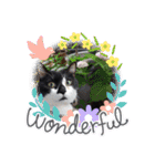 ねこ大好き〜オペラ（個別スタンプ：3）