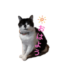 ねこ大好き〜オペラ（個別スタンプ：4）