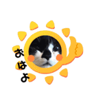ねこ大好き〜オペラ（個別スタンプ：5）