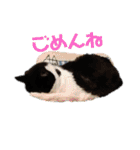ねこ大好き〜オペラ（個別スタンプ：6）