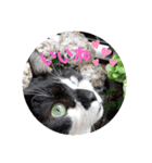 ねこ大好き〜オペラ（個別スタンプ：7）